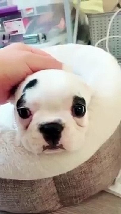 Funny Dogs Moment #shorts_2