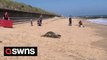 Video captures the moment a seal was released back into the wild - after being found entangled in netting and nursed back to health