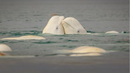 Spionagewal ist wieder da: 'Hvaldimir' nun vor schwedischer Küste
