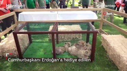 Cumhurbaşkanı Erdoğan'a hediye edilen aslanın dört yavrusu oldu