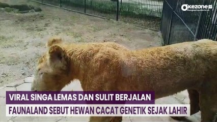 Viral Singa Lemas dan Sulit Berjalan, Faunaland Sebut Hewan Cacat Genetik sejak Lahir