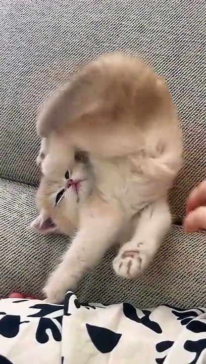kucing sakti