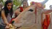 Nirjala Ekadashi 2023: निर्जला एकादशी के दिन गाय को क्या खिलाना चाहिए | Boldsky