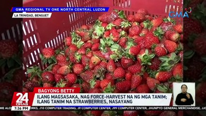 Ilang magsasaka, nag-force harvest na ng mga tanim; ilang tanim na strawberries, nasayang | 24 Oras