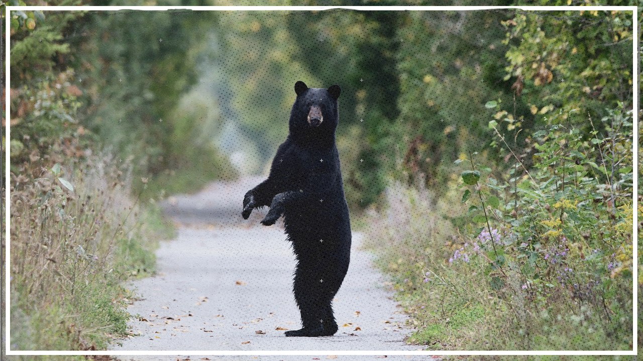Wie man sich beim Wandern vor Bären und Wölfen schützt