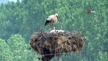 Yavrulayan leylek köylüleri sevindirdi