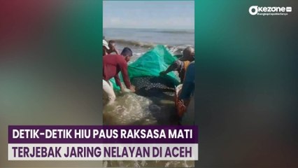 Detik-Detik Hiu Paus Raksasa Mati Terjebak Jaring Nelayan di Aceh