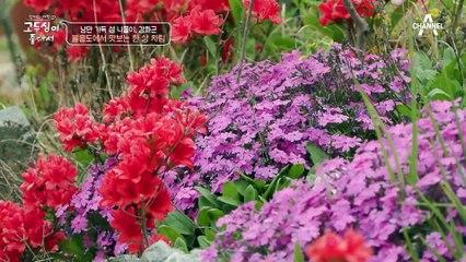 [#고두심이좋아서] "나랑 결혼했으면 어떻게 됐을까?" 전원일기 당시 속마음을 이제야 꺼내보는 김용건! #김용건 #전원일기