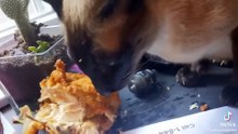 Funny Pets that will make it absolutely impossible not to laugh
