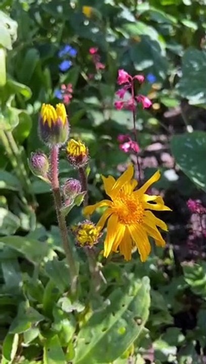 Arnika Salbe Pflanze