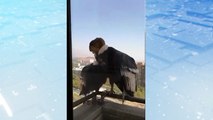 [Video] Pareja de cóndores andinos visitan a una perrita poodle en su balcón