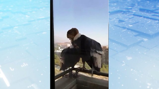 [Video] Pareja de cóndores andinos visitan a una perrita poodle en su balcón
