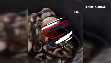 Angıt yavruları yumurtadan çıktı