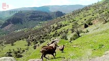 Koruma altındaki çengel boynuzlu dağ keçisi fotokapana yakalandı