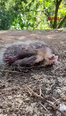 Gambá se finge de morto em Santa Catarina e conquista a internet