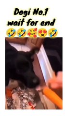 Super Dog india no. 1 dog