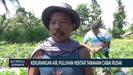 Download Video: Kekurangan Air, Puluhan Hektar Tanaman Cabai Rusak, Petani Gagal Panen