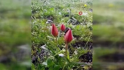 Yılda bir kez açan Manisa lalesi koruma altında