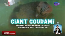 Isang uri ng gourami, gaplanggana ang laki?! | Dapat Alam Mo!