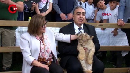 CUMHURBAŞKANI ERDOĞAN'A HEDİYE EDİLEN ASLANLARIN DÖRDÜZLERİ OLDU