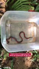 Cobra-coral é resgatada nas obras de duplicação da BR 470