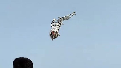 Video... देखें आसमान में उड़ता बाघ