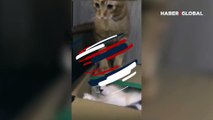 Arkadaşını kutuya hapsedip kulağını ısıran kedinin görüntüleri sosyal medyada viral oldu