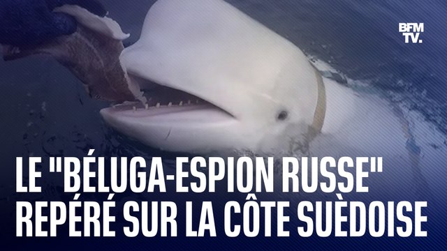 Le béluga-espion russe repéré sur la côte ouest de la Suède