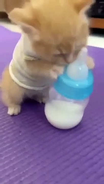Baby cat