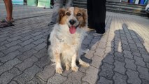 Pet Camper tour torna 