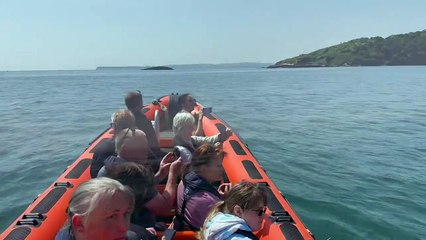 Devon Sea Safari dolphins off Teignbridge coast