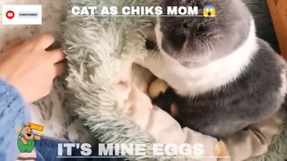 Cat as a Chick's Mom  ‍⬛ New cat funny shorts 2023 