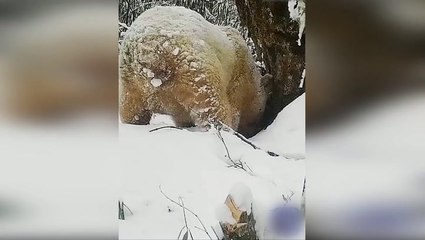 Albino Panda thought to be the first ever recorded spotted in China