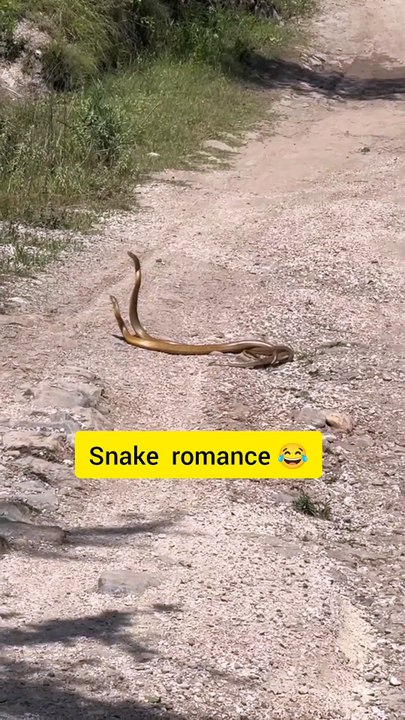 Snake Meeting |Romantic couple 
