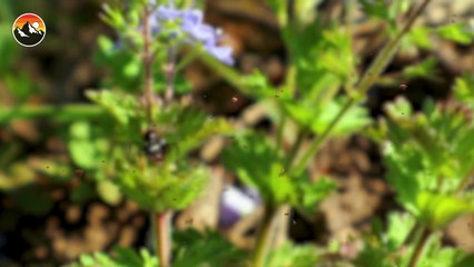 STUNG by a Flying Bullet Ant!