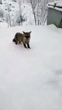 Elle nourrit un renard sauvage mais son chat n'est pas d'accord