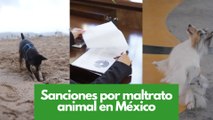 ¿Cuáles son las sanciones por maltrato animal en el Estado de México?
