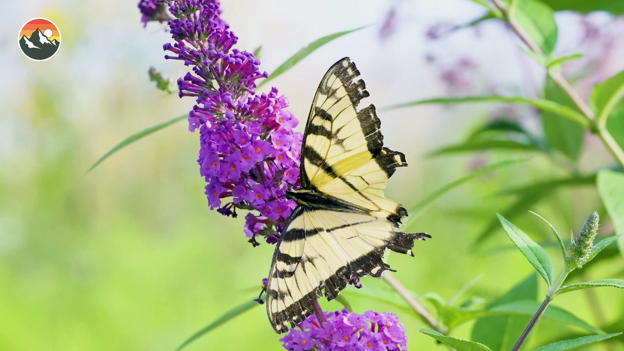 Top 13 Most Painful Insect Stings Coyote Peterson Has Ever Taken!