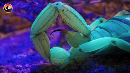 Zombie Toads Rise from the Desert!