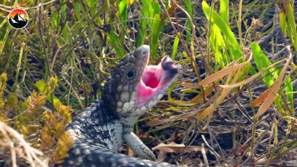 Armored Lizard BITES HARD!