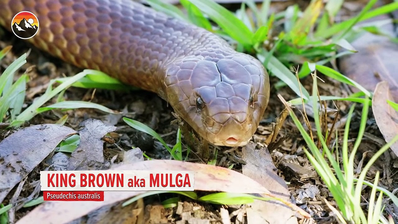 Deadly Snake Milking Gone Wrong!