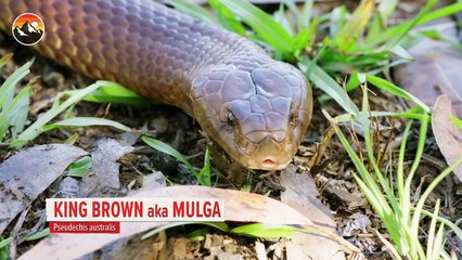 Deadly Snake Milking Gone Wrong!