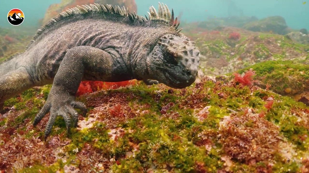 GODZILLA Lizard is REAL!