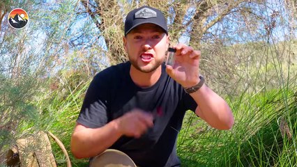 STUNG by a Bulldog Ant!