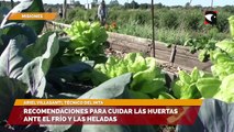 Recomendaciones para cuidar las huertas ante el frío y las heladas