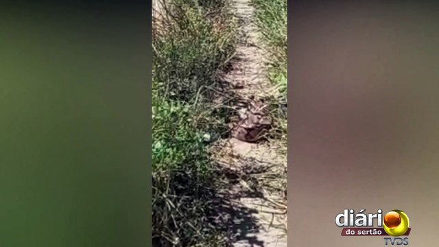 Jiboia de grande comprimento é vista por moradores do Residencial Cajazeiras