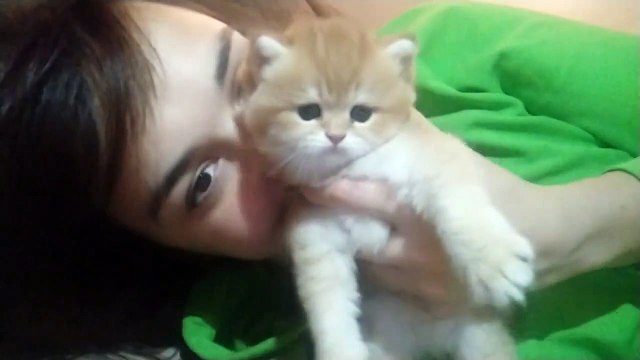 Me and My Little British Kitten #BritishShorthair #kittens