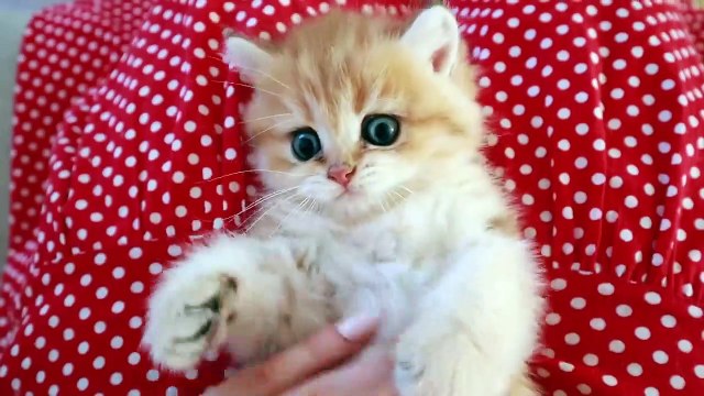 Mom Cat is trying to get all her playing kittens together in order to feed them.