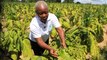 الصحة العالمية:  زراعة التبغ تتمدد بأرض يمكن استغلالها لزراعة محاصيل تغذي ملايين البشر