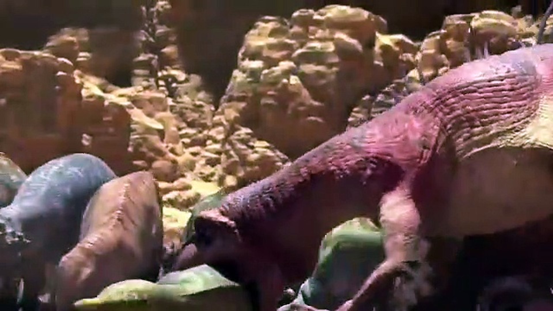 ANIMATION MOVIE_ Amazing Animated Adventure: The Perfect Movie for Kids!